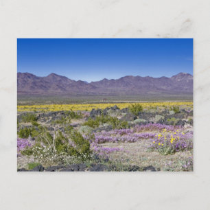 Postal Sand Verbena y Desert Gold en Amboy Crater, CA,