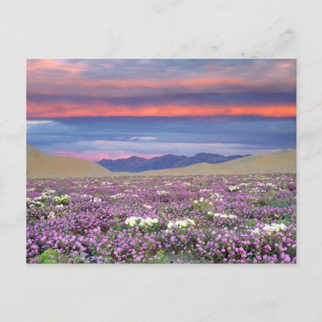 Postal Sand Verbena y Dune Primrose Wildflowers at Sunset (Anverso)