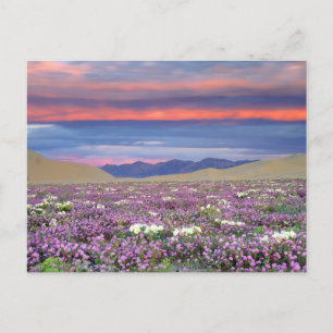 Postal Sand Verbena y Dune Primrose Wildflowers at Sunset
