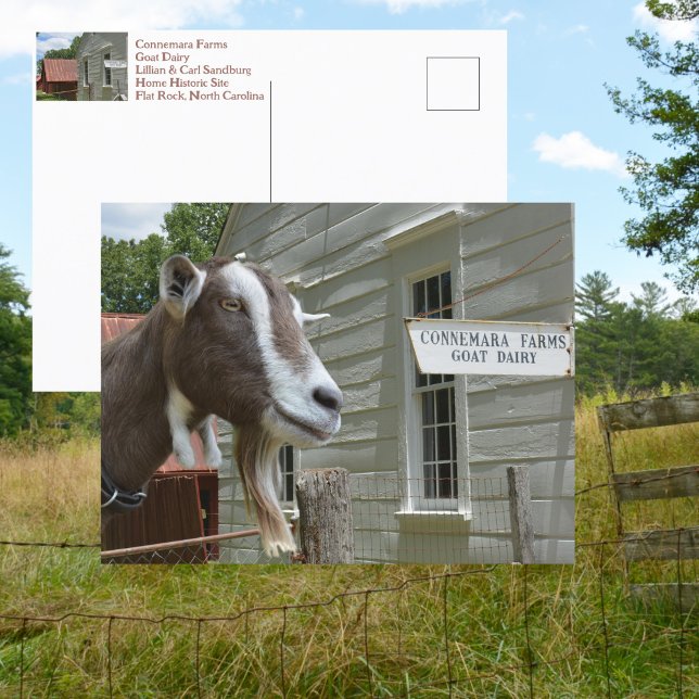 Postal Sandburg Connemara Farms Cabra Lechera Fotográfico (Subido por el creador)