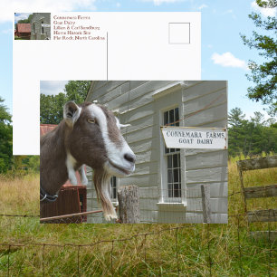 Postal Sandburg Connemara Farms Goat Dairy Photography