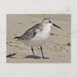 Postal Sanderling