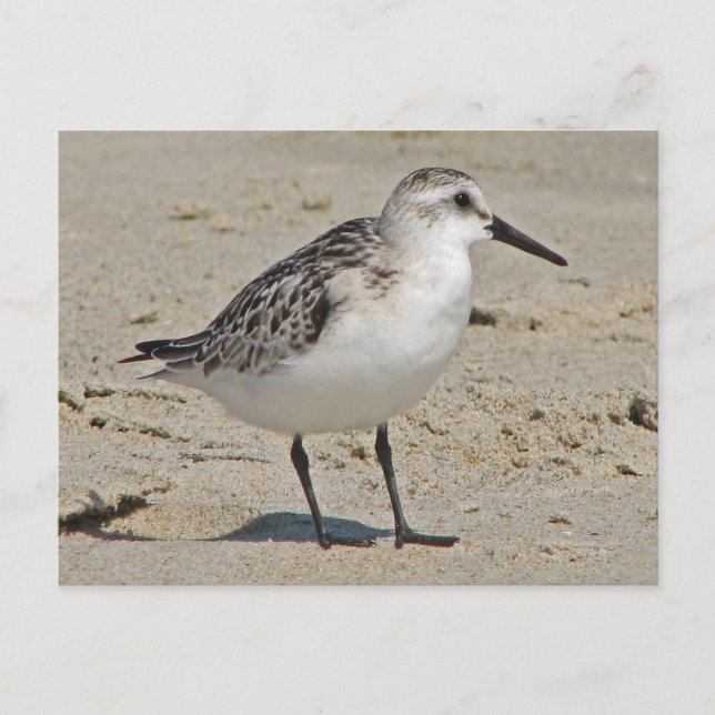 Postal Sanderling (Anverso)
