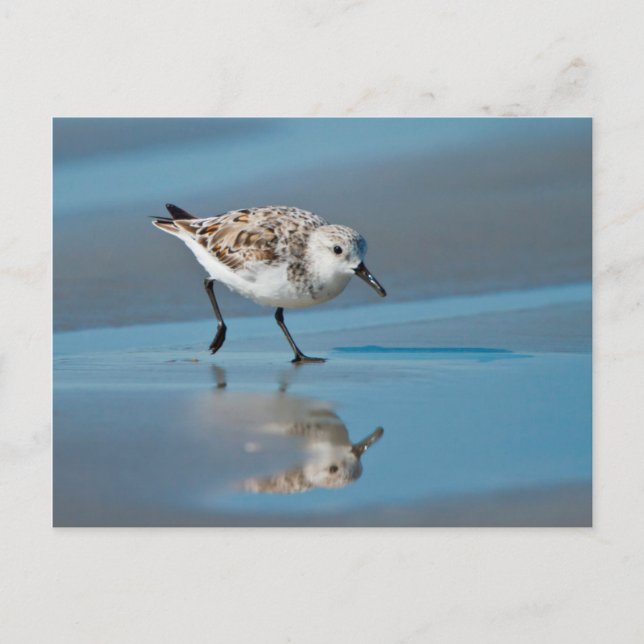 Postal Sanderling (Calidris Albe) que alimenta en la (Anverso)