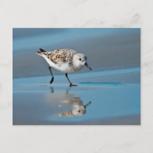 Postal Sanderling (Calidris Albe) que alimenta en la