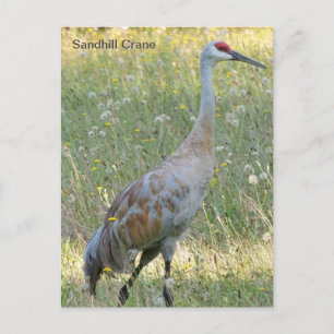 Postal Sandhill Crane