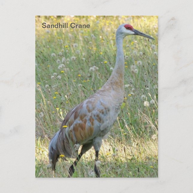 Postal Sandhill Crane (Anverso)