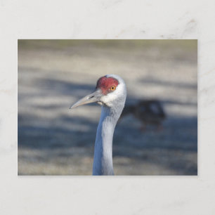 Postal Sandhill Crane