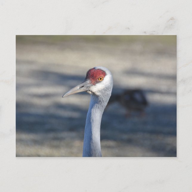 Postal Sandhill Crane (Anverso)