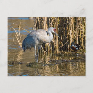 Postal Sandhill Crane