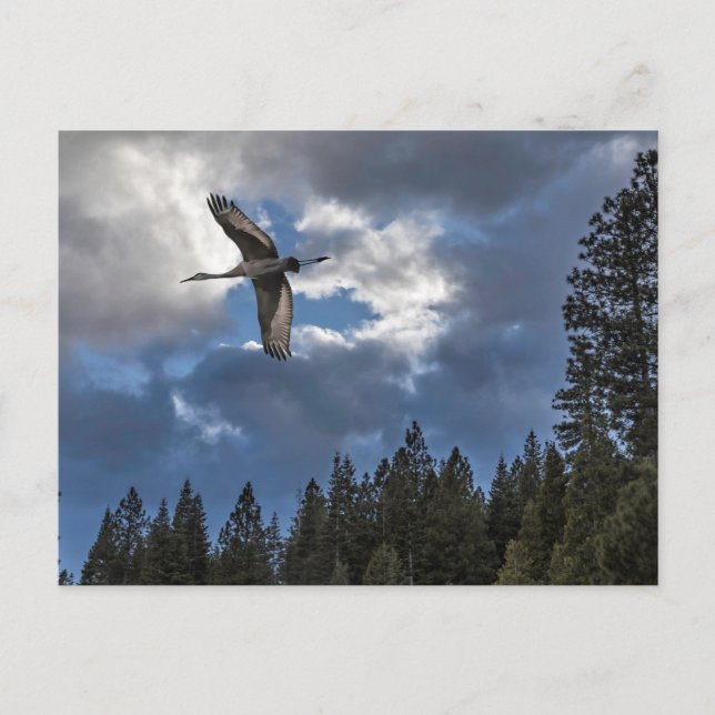 POSTAL SANDHILL CRANE (Anverso)