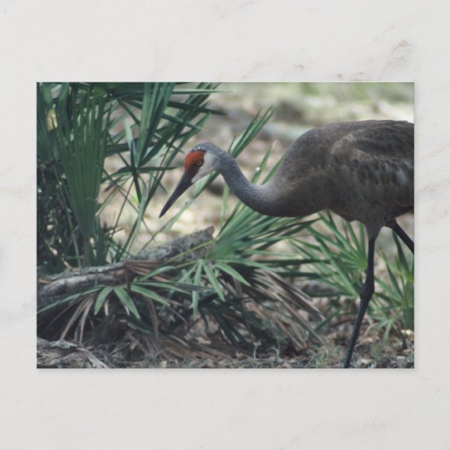 Postal Sandhill Crane (Anverso)
