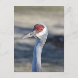 Postal Sandhill Crane