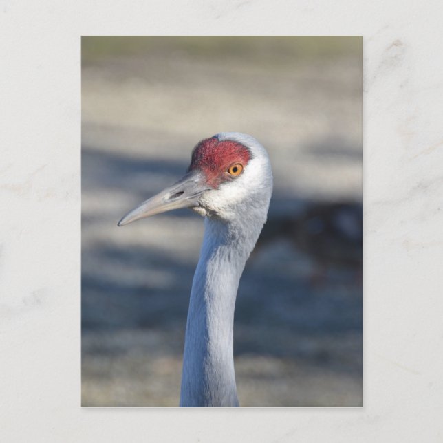 Postal Sandhill Crane (Anverso)