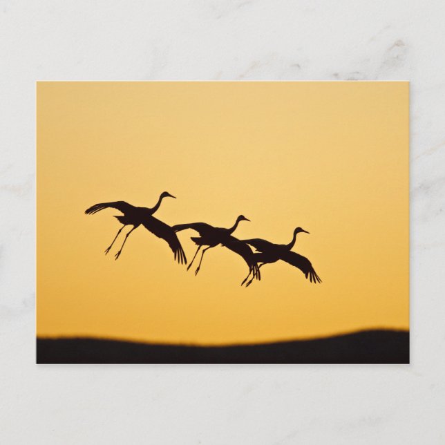 Postal Sandhill Crane aterrizando al atardecer (Anverso)