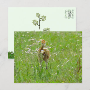 Postal Sandhill Crane Colt (polluelo)