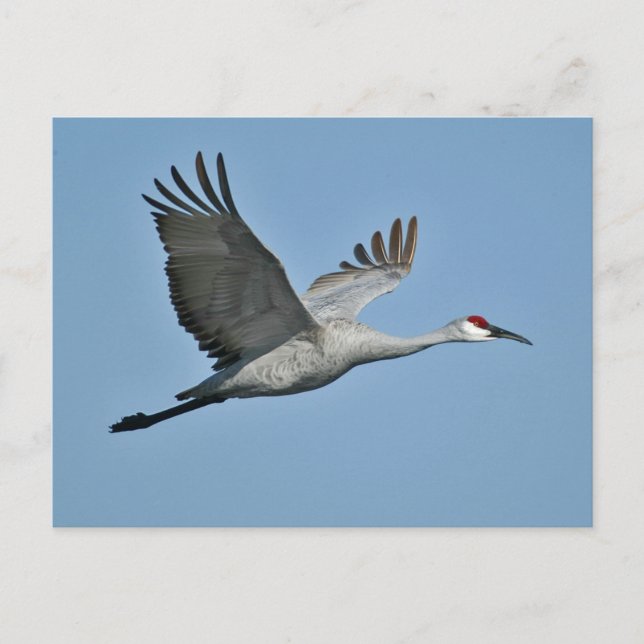 Postal Sandhill Crane en vuelo (Anverso)