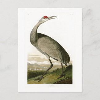 Postal Sandhill Crane John James Audubon Birds of America