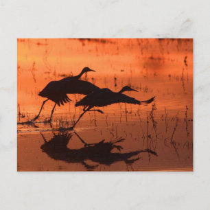 Postal Sandhill Crane Sunset