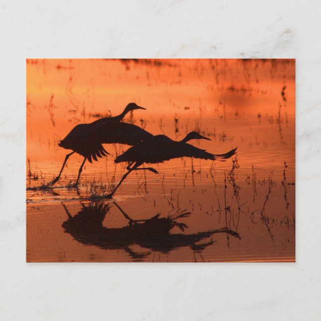 Postal Sandhill Crane Sunset (Anverso)