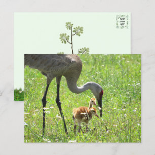 Postal Sandhill Crane y 2 Colts (polluelo)