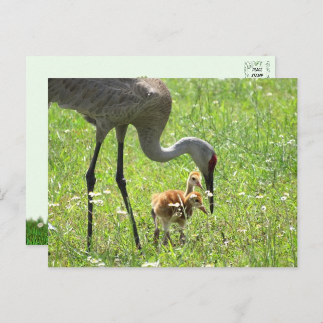 Postal Sandhill Crane y 2 Colts (polluelo) (Anverso / Reverso)