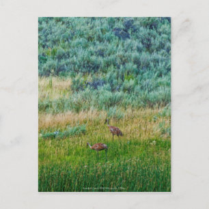 Postal Sandhill Cranes