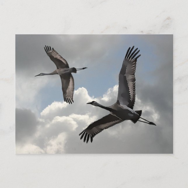 POSTAL SANDHILL CRANES (Anverso)