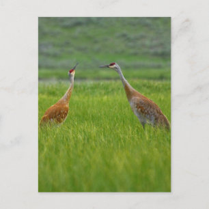 Postal Sandhill Cranes
