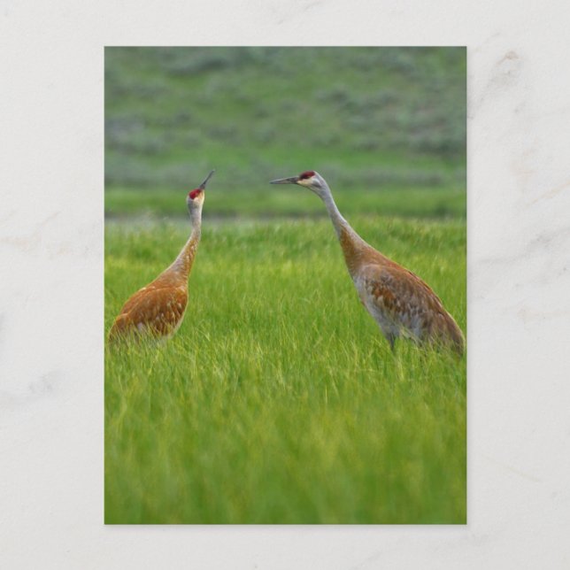 Postal Sandhill Cranes (Anverso)