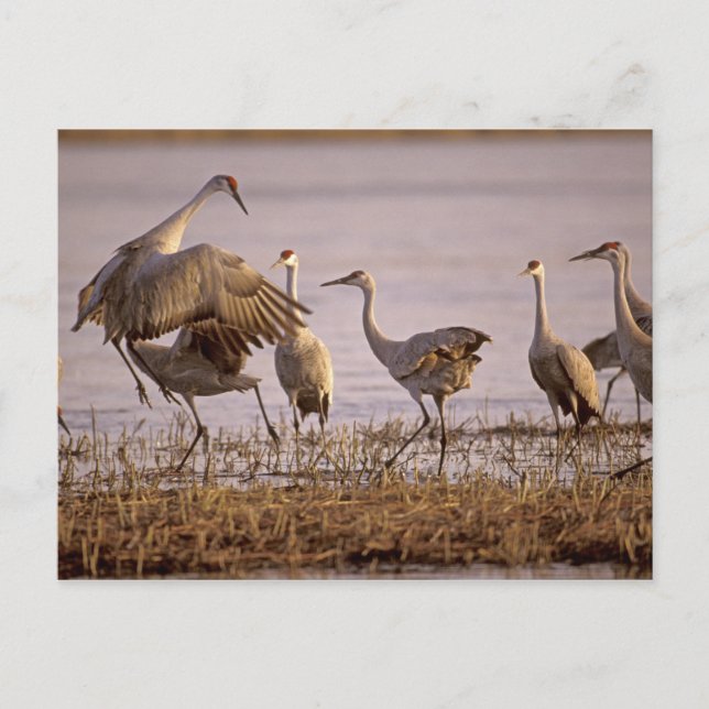 Postal Sandhill Cranes Grus canadensis) Platte (Anverso)