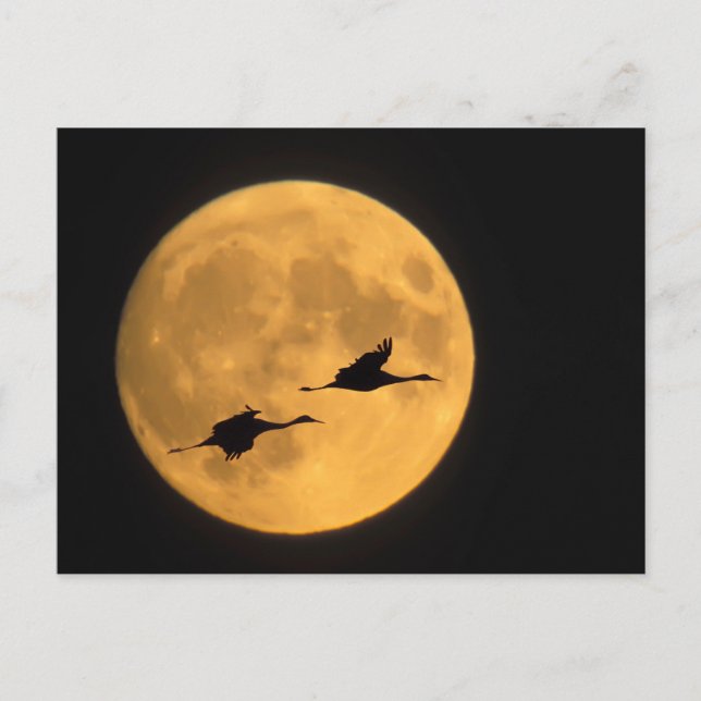 Postal Sandhill Cranes | Reserva Nacional de Vida Silvest (Anverso)