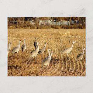 Postal Sandhilll Cranes