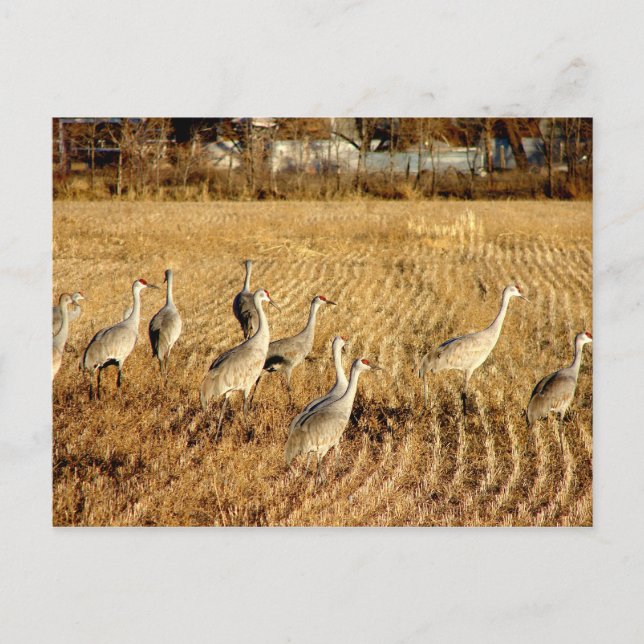 Postal Sandhilll Cranes (Anverso)