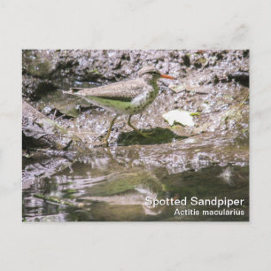 Postal Sandpiper con manchas