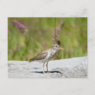 Postal Sandpiper con manchas