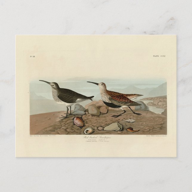 Postal Sandpiper, de respaldo rojo - Los pájaros de Améri (Anverso)
