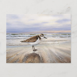 Postal Sandpiper en el Beach Bird Art
