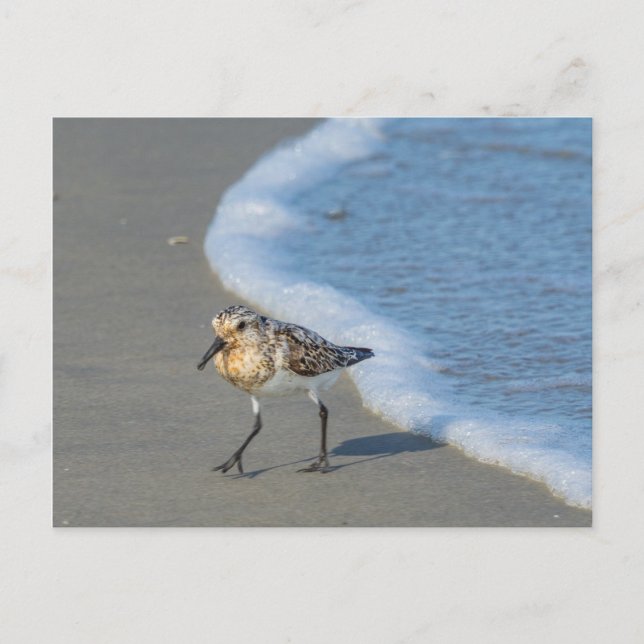 Postal - Sandpiper en la playa (Anverso)
