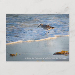 Postal Sandpiper En Las Olas: Postcard