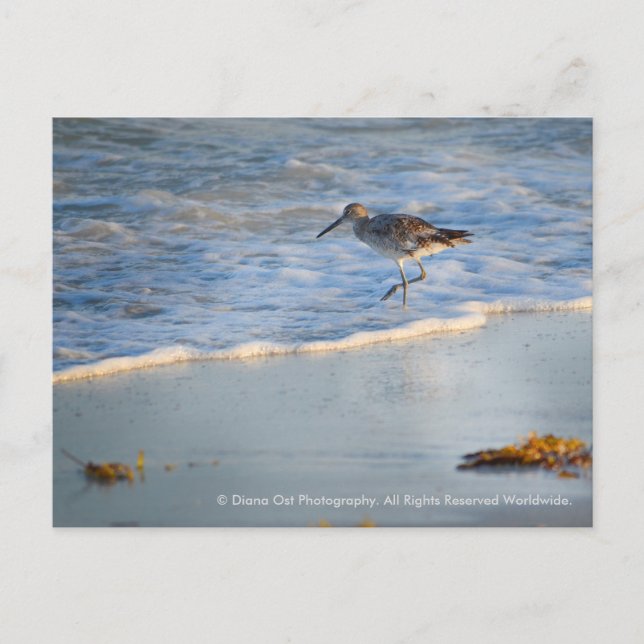 Postal Sandpiper En Las Olas: Postcard (Anverso)
