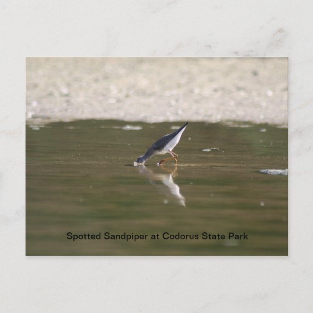Postal Sandpiper visto en el Parque Estatal Codorus (Anverso)