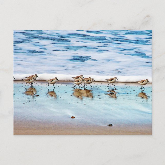 Postal Sandpipers En La Playa (Anverso)