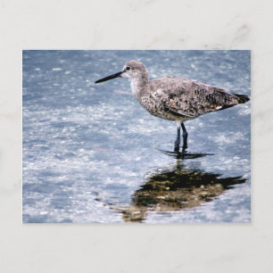 Postal Sandpipper