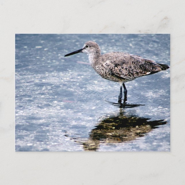 Postal Sandpipper (Anverso)