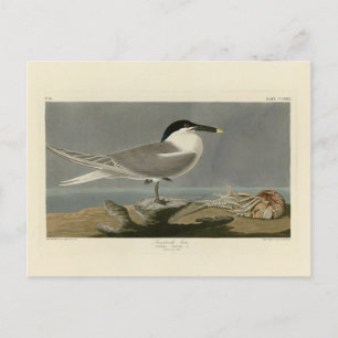 Postal Sandwich (Cabot's) Tern, Audubon Birds of America
