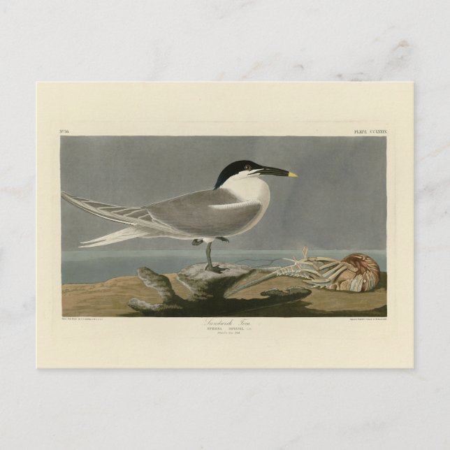 Postal Sandwich (Cabot's) Tern, Audubon Birds of America (Anverso)