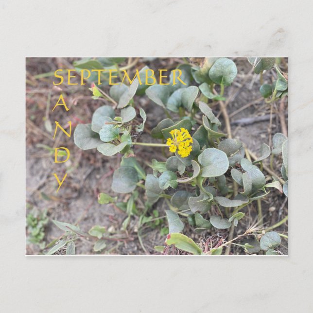 POSTAL SANDY SEPTEMBER (Anverso)