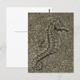 Postal Sandy Textured Seahorse Photography
