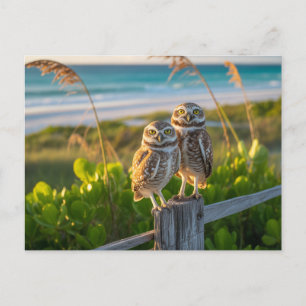 Postal Sanibel Island Florida un par de búhos de alas